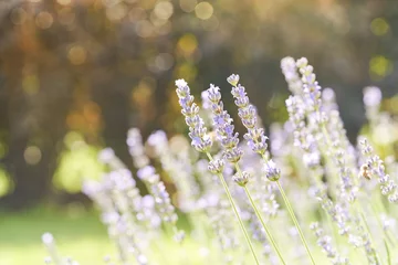 Zelfklevend Fotobehang Lavender flower blooming scented field. Bright natural background with sunny reflection.  © Marek Walica