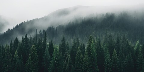 a fog-shrouded forest creates an eerie atmosphere. - obrazy, fototapety, plakaty