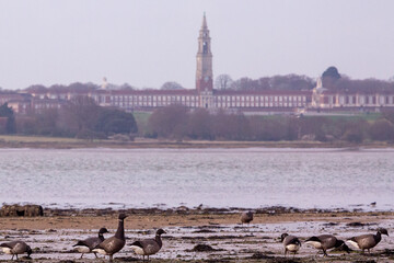 A group or flock of brant or brent goose (Branta bernicla) on Wrabness beach at low tide