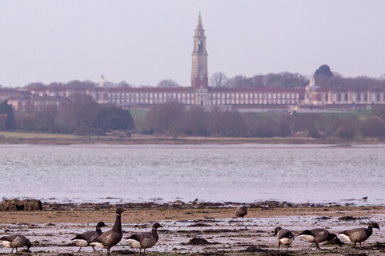 A group or flock of brant or brent goose (Branta bernicla) on Wrabness beach at low tide