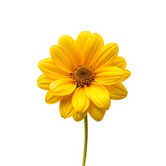 yellow flower design