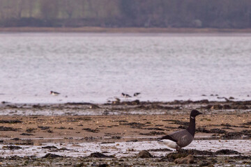 A group or flock of brant or brent goose (Branta bernicla) on Wrabness beach at low tide