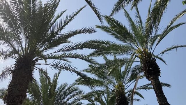 Palm grove. Branches of date palms against the sky