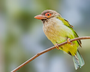 A Brown Headed Barbet