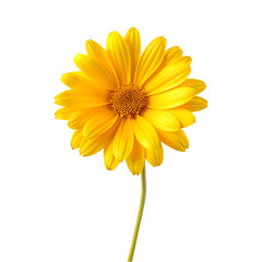 yellow flower design