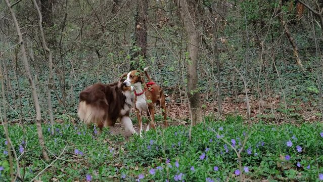 Two dogs met in the spring forest, sniffed each other and parted. An Australian Shepherd dog saw another dog in the park. The concept of friendly pets in nature