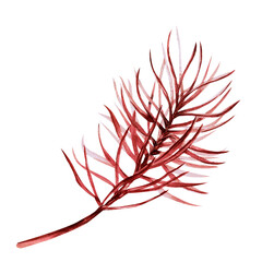 Pine coniferous branch, vintage style in watercolor illustration on a white background. Hand drawn drawing in monochrome for illustration of Christmas cards, making frames and wreaths for Christmas.