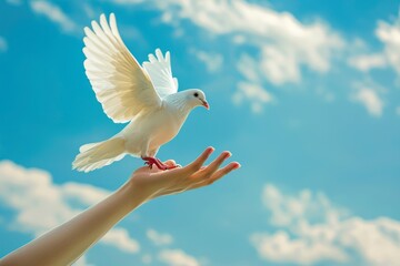 A person holding a white dove gently in their hand, preparing to release it into the sky against a blue backdrop
