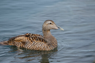 Eider goose (Somateria mollissima) is found along the northern coasts of Europe, Eastern Siberia and North America. This species breeds in the Arctic regions. Female individual.