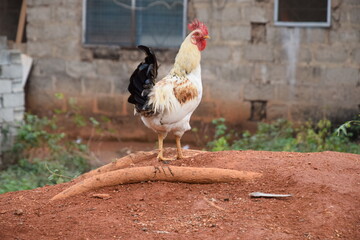 Chicken, Cockerel, Cock or Rooster at the backyard