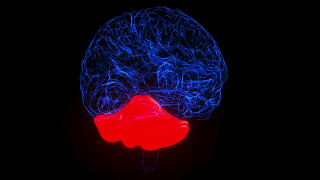 Brain Cerebellum Anatomy For Medical Concept 3D rendering