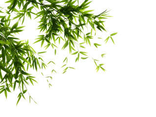 Serene Green Bamboo Leaves on a Pristine White Background