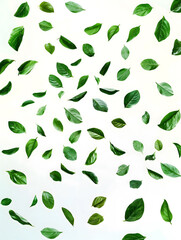 Fresh Green Leaves Floating on a White Background