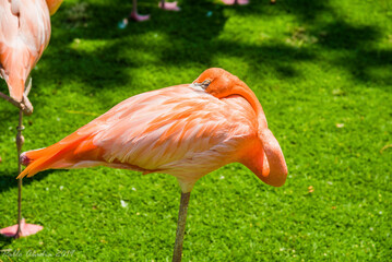Animals, cat, bird, dog, zebra, geco, leopard, animal, giraffe, mammal, zoo, wild, wildlife, neck, tall, safari, nature, isolated, long, brown, white, giraffa, animals, spots, camelopardalis, spotted,