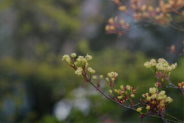 Blütenpracht im April - Frühling im Park mit Blüten am Baum