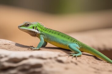 Fototapeta premium Close-up. Green lizard in the wild