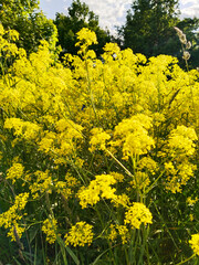 Barbarea vulgaris background. Beautiful yellow color flowers. Vertical view. Bittercress or herb...