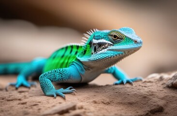 Fototapeta premium Blue lizard in the wild