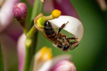 Bee under a flower