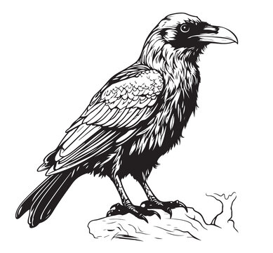 Head of raven. Crow abstract character illustration. Graphic logo designs template for emblem. Image of portrait for company use or tattoo .