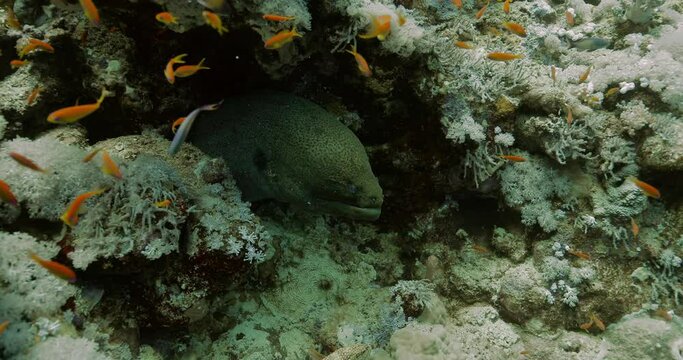Grey moray resting behind coral stones in the tropical water.
