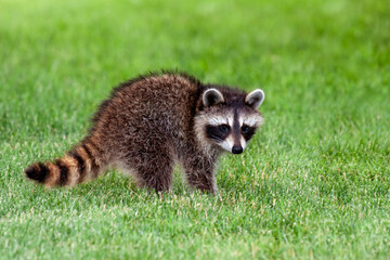 An Adolescent Raccoon on Green Grass