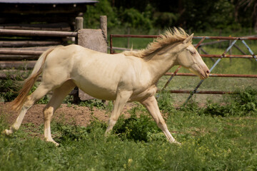 Obraz premium Beautiful Stunning Mystical Rare Smokey Black Pearl Tobiano Coat Colour Pattern Paint Horse Filly Galloping in Field of Green with Space for Text