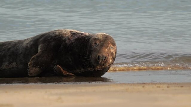  An adult grey seal (Halichoerus grypus) lying on the beach