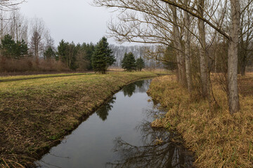 Spring forest landscape. Trees in the forest line the path.