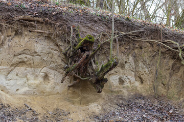 Spring forest landscape. Trees in the forest line the path.