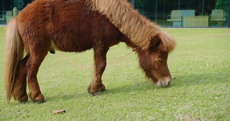 A brown pony is grazing in a grassy field. The pony is tied to a fence with a rope