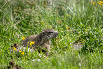 Naklejka na ściany i meble Murmeltier (Marmota marmota) sitzt in blühender Wiese