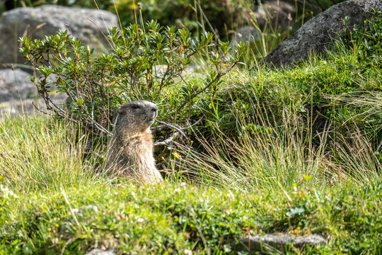 Murmeltier (Marmota marmota) steht vor Bau in der Wiese