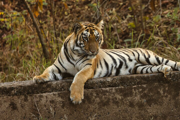 Naklejka na ściany i meble Tiger sitting near water hole on the rock at Tadoba National Park. Bold, Beautiful and Ferocious Tiger giving pose.
