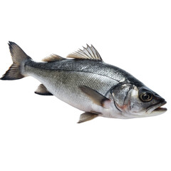 Obraz premium Seabass fish isolated on Transparent background.