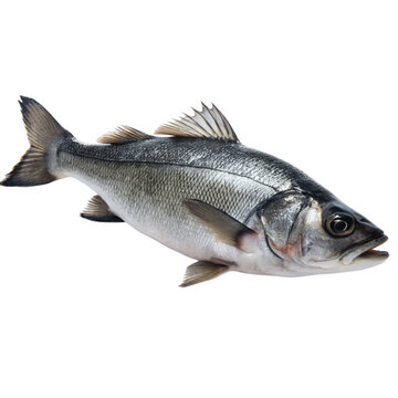 Seabass fish isolated on Transparent background.
