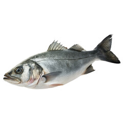 Obraz premium Seabass fish isolated on Transparent background.