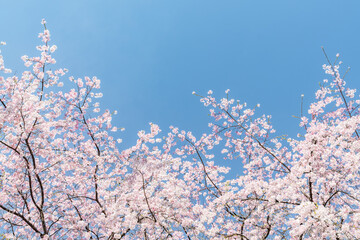 Pink cherry blossom trees in full bloom - 774248955
