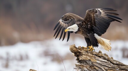 Bald eagle rest in wilderness lands with snow in winter.