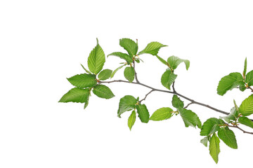 Branch tree elm, leaves isolated on white, clipping
