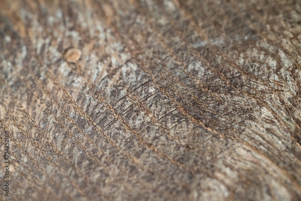 Sticker Closeup of a piece of fossilized wood.