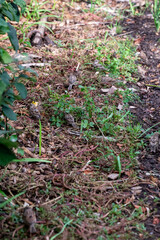Closeup of a grassy garden path.