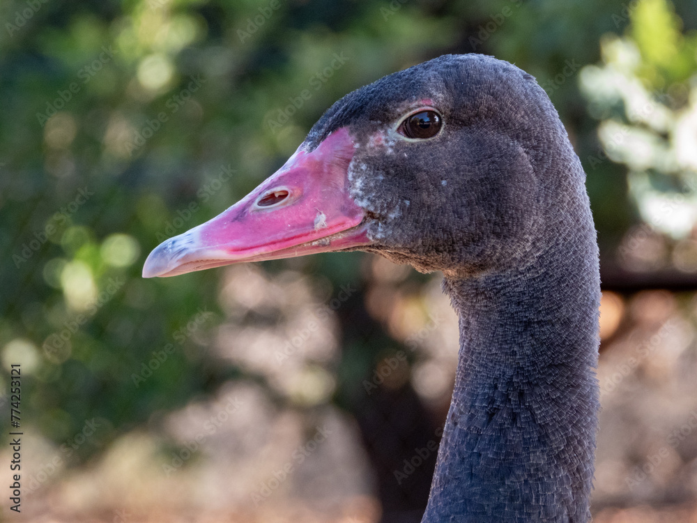 Poster Closeup of the dark head and pink beak of a Spur-Winged Goose.