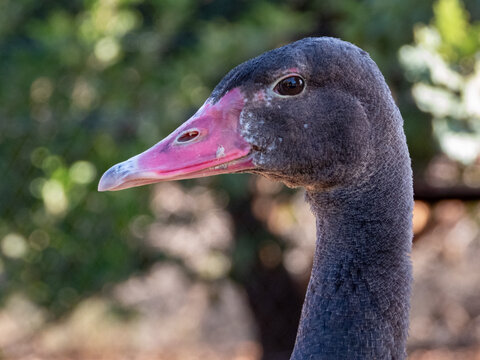 Closeup of the dark head and pink beak of a Spur-Winged Goose.