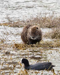 Nutria del danubio