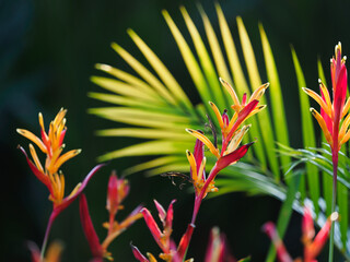 Bright tropical flowers and plants. Sunny, clear day. Close up, outdoors. Macro photography. Vacation and travel concept