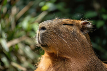 Fototapeta premium capybara in the sun basking
