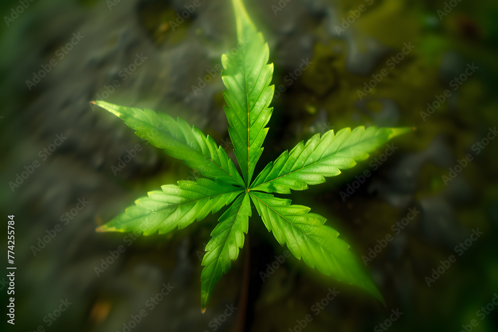 Canvas Prints a weed leaf