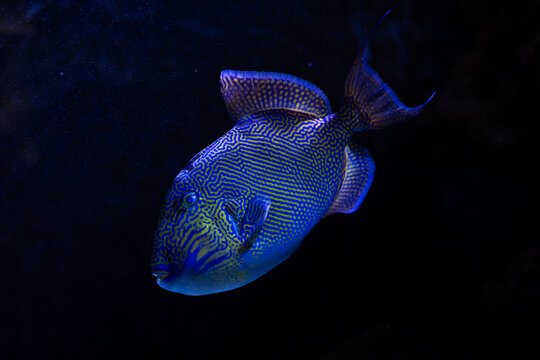 Swimming Grace: Yellowspot Triggerfish (Pseudobalistes fuscus) in its Marine Domain