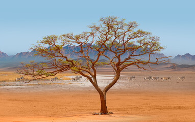 Group of Zebras running across the African savannah - Typical African lone acacia tree with blue...